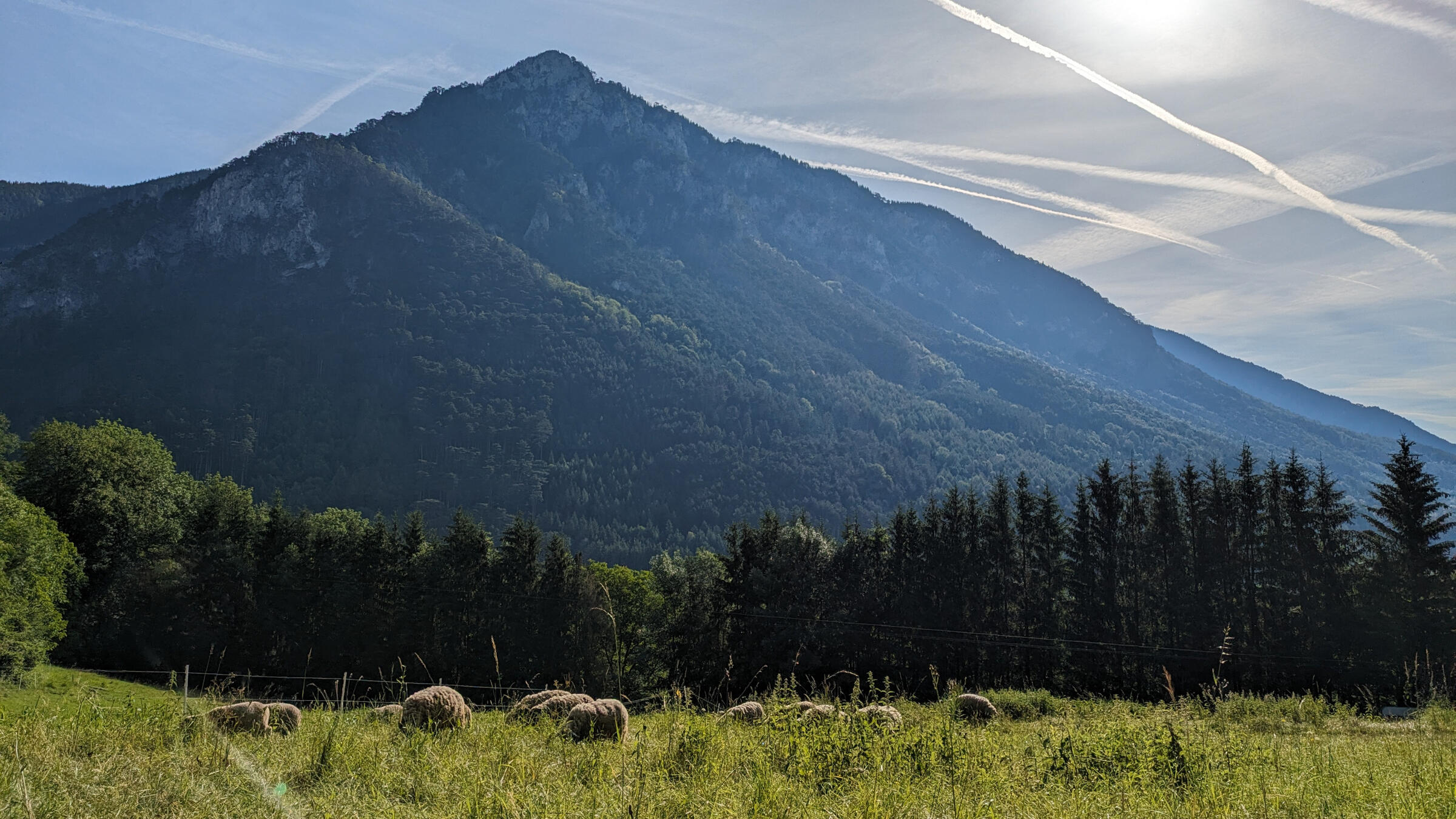 A picture of sheep in the mountains in Austria